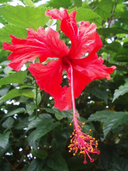 The Malaysian National Flower - Hibiscus