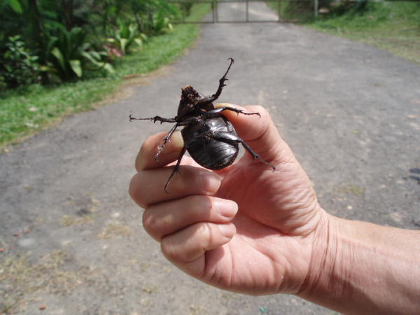 Mister X holding a beetle