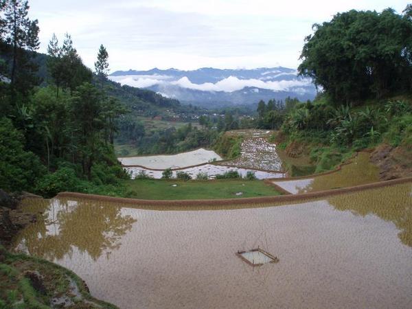 Can you spot the carp pond in the rice terrace?