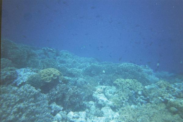 A school of fish amongst the coral landscape