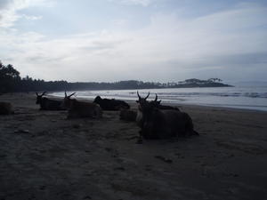 Cows on the beach in Palolem