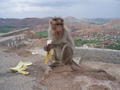 David enjoying a banana at the Monkey Temple