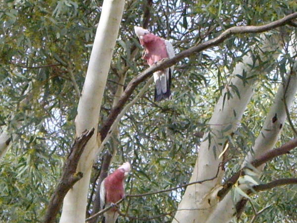 Cockatoos in the tree!