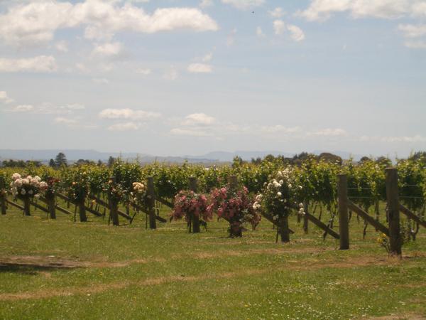 A winery that Hawkes Bay is famous for
