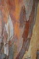 Detail of tree bark at Bimbini Farm