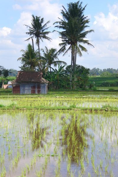 Rice fields - Bali