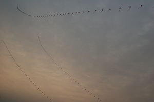 Kites in Xian