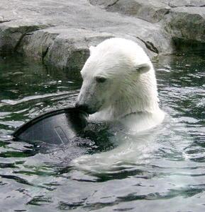 Playful Polar Bear