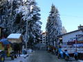 Christmas trees in the streets of Borovets