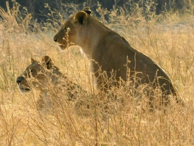Lions à Chobe