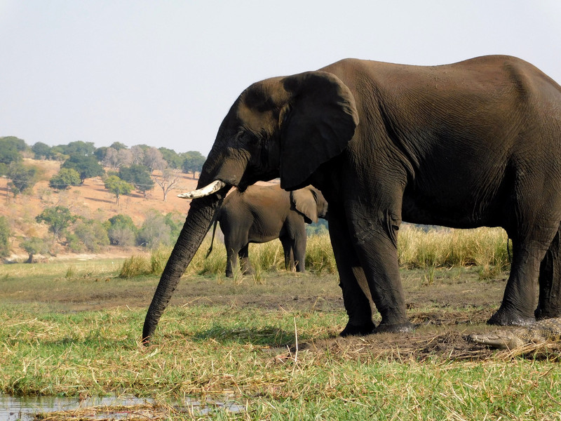 Éléphants à Chobe