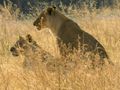 Lions à Chobe