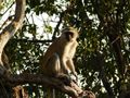 Autre singe à Chobe