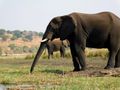 Éléphants à Chobe