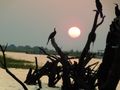 Coucher de soleil à Chobe bis