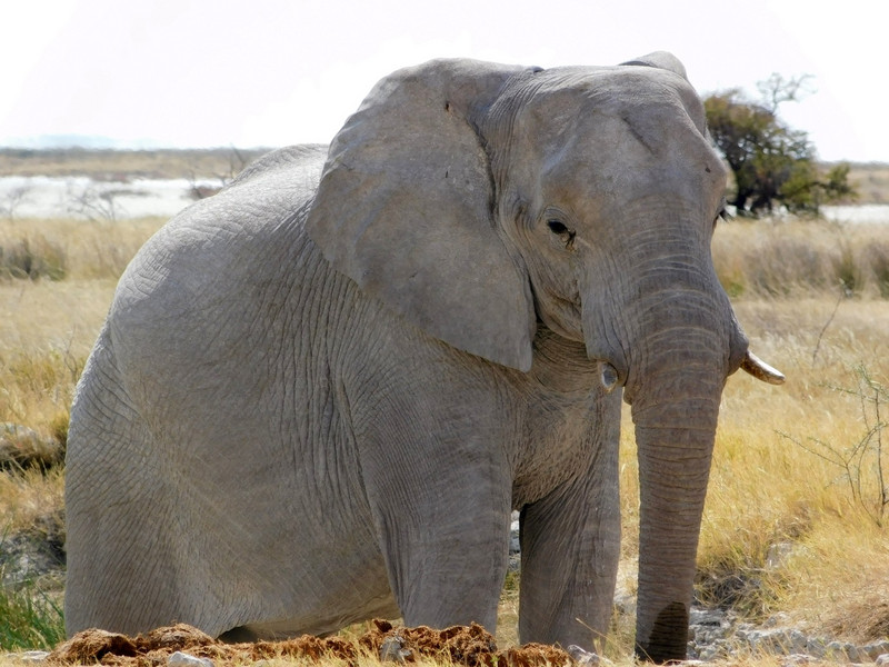 Éléphant à Etosha