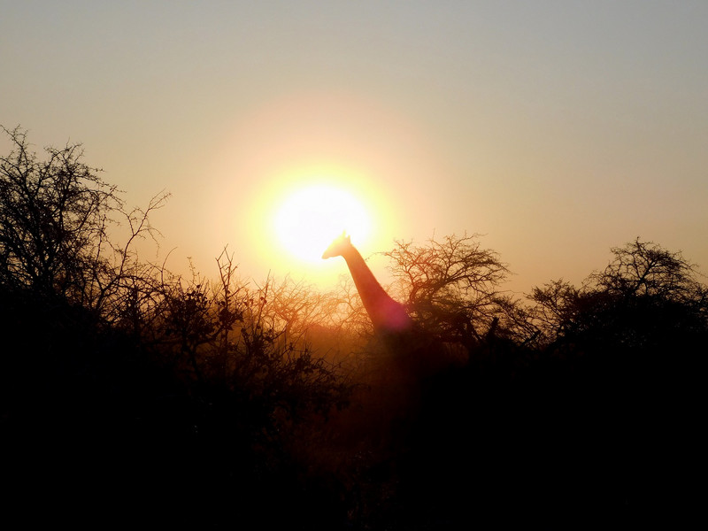Girafe et coucher de soleil à Etosha