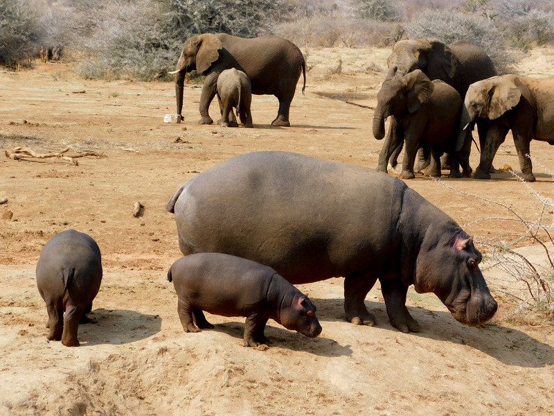 Stand-off entre hippos et éléphants à Erindi