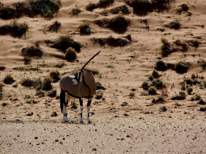 Oryx à Sossusvlei