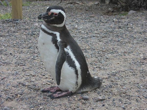 Un autre pingouin