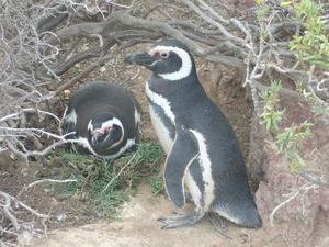 Maman Pingouin et Papa Pingouin