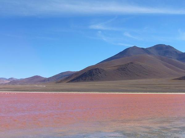 Laguna Colorada, Bolivie