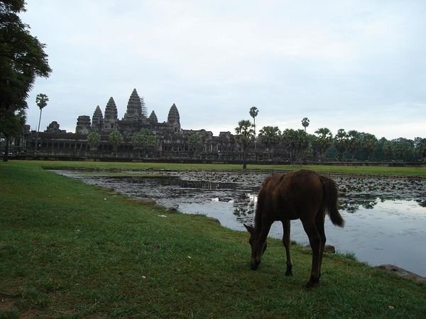 Cheval devant Angkor Vat
