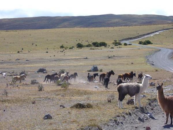 Chevaux sauvages et lamas dans le Parc