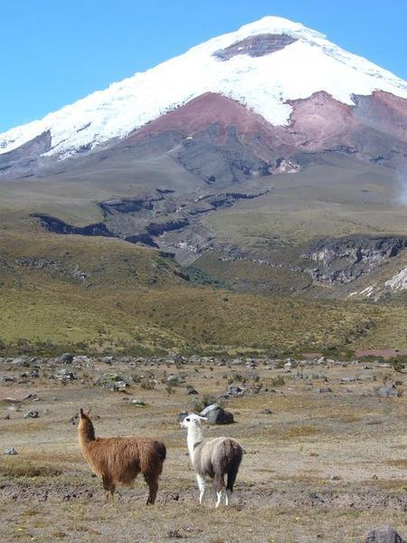 Lamas devant le Cotopaxi