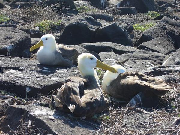 3 albatros