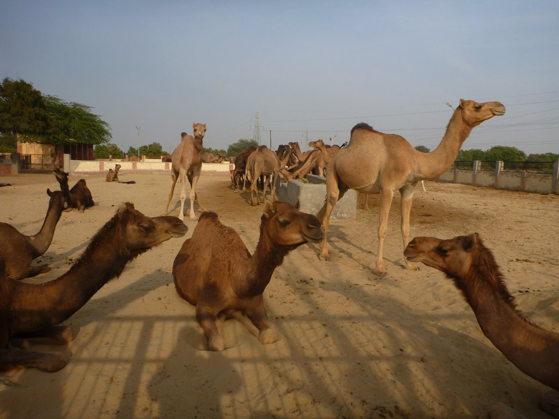 Ferme de chameaux