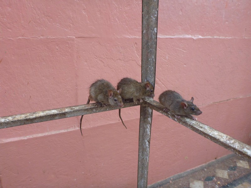 Beaux petits rats