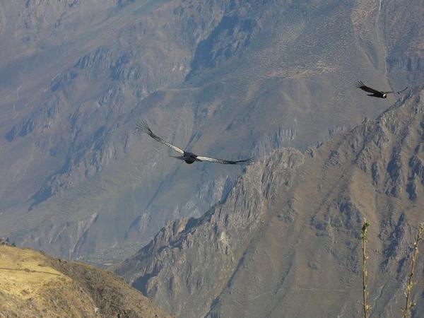 Condors des Andes