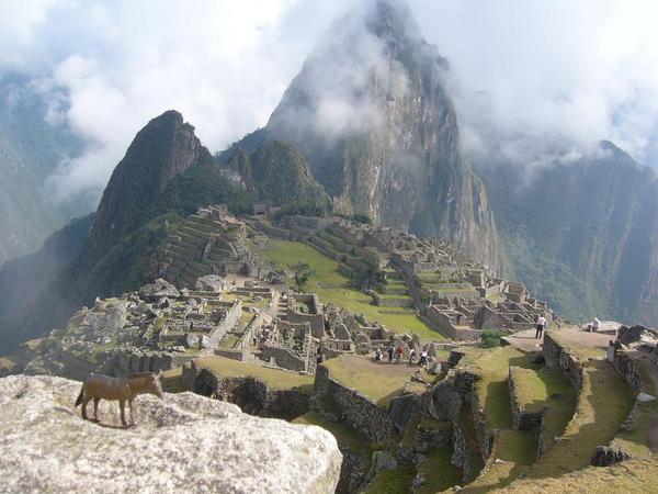 Âne devant le Machu Picchu