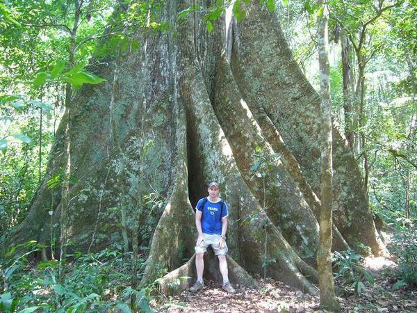 Gros arbre de la jungle