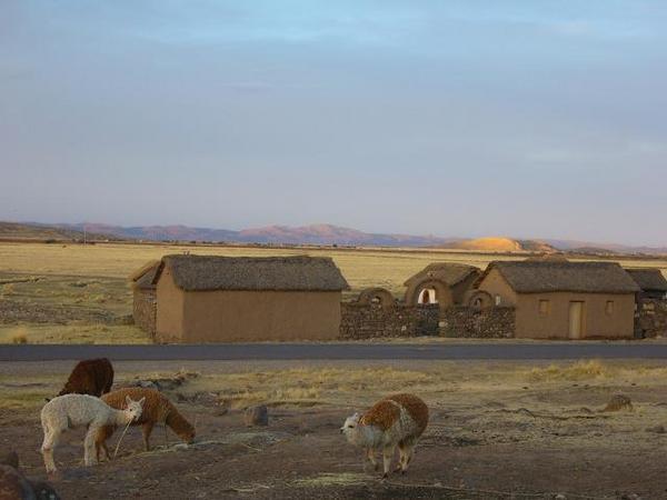 Petite ferme de l'altiplano