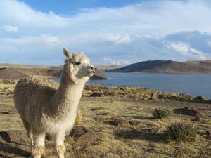 Alpaca à Sillustani Alpaca à Sillustani
