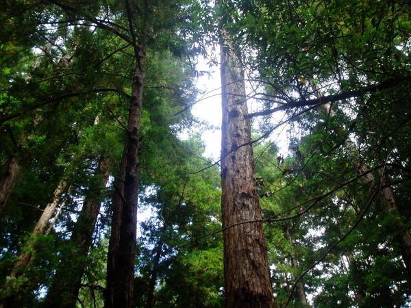V tall redwood trees