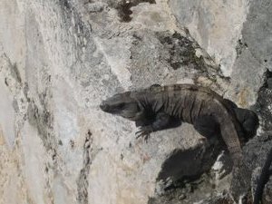 Iguana Above the Empty Moat, Fuerte San Miguel