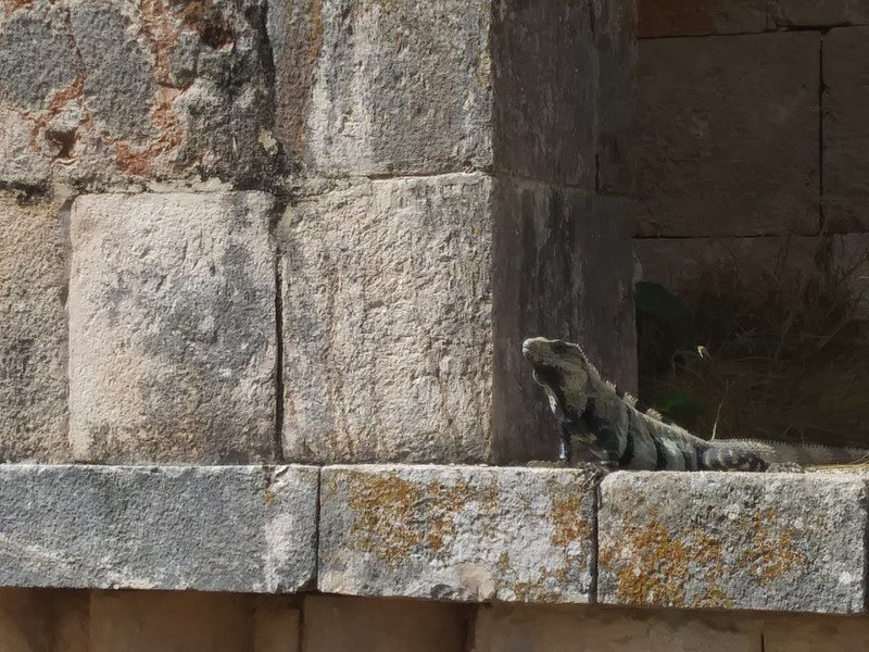 Stoic Iguana at the Governor's Palace