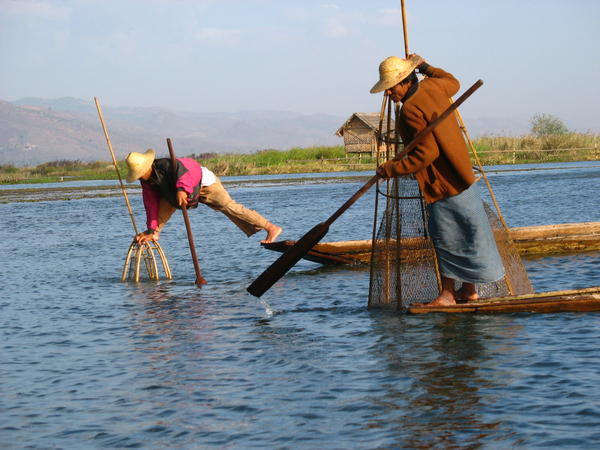 Traditional fishing method on Inle Lake