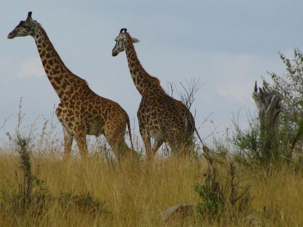 Giraffes - Masai Mara