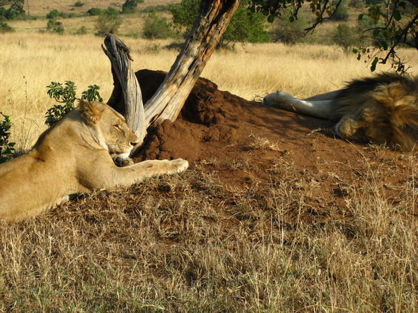 Lioness and mate - Masai Mara