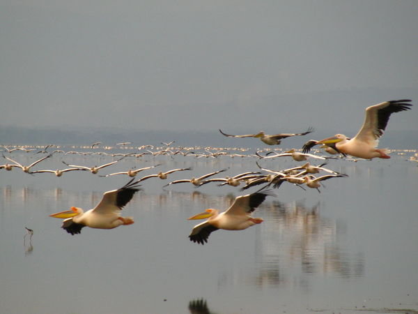 Pelicans - Lake Nakuru