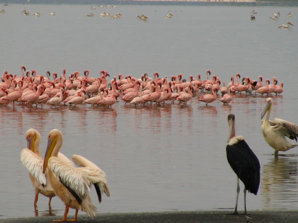 Pelicans, Flamingoes, Maribu Stork - Lake Nakuru