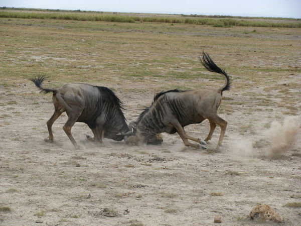 Headbutting Wildebeasts - Amboseli