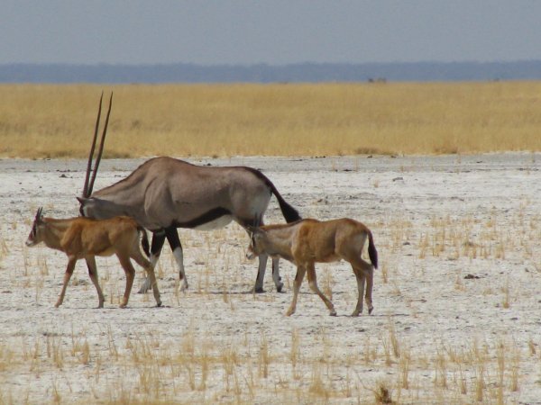 Oryx with young