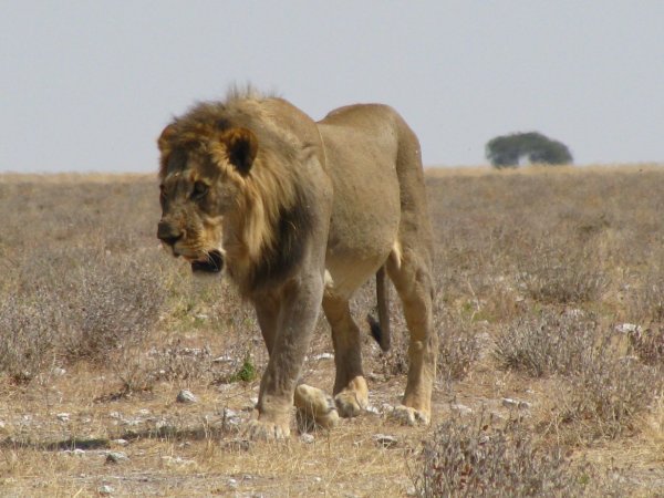Solitary Male Lion
