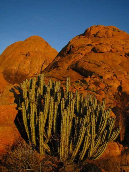 Cactus and Spitzkoppe
