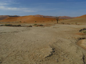 Lone Tree, Dunes, and Seriously Baked Clay